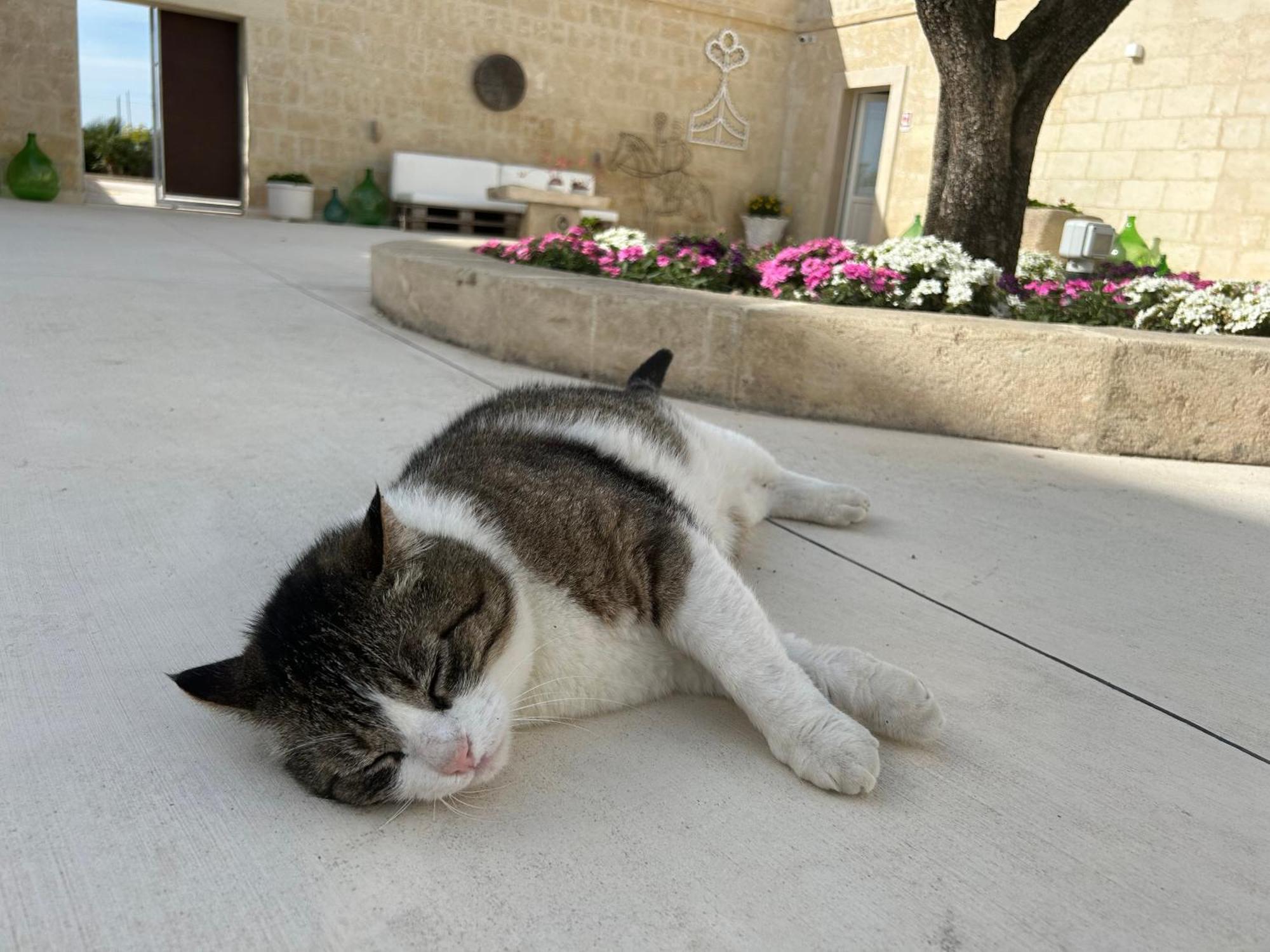 Masseria Spiga Gravina in Puglia Esterno foto